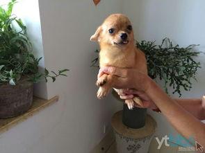 狗坐车玩具成人推荐视频,宠物出行必备，视频推荐带你挑选最佳款